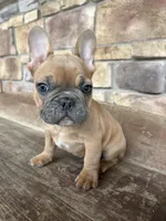 Teddy, a male French Bulldog for sale in Arthur, IL – Photo 1 of 3