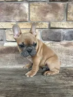 Teddy, a male French Bulldog for sale in Arthur, IL – Photo 3 of 3