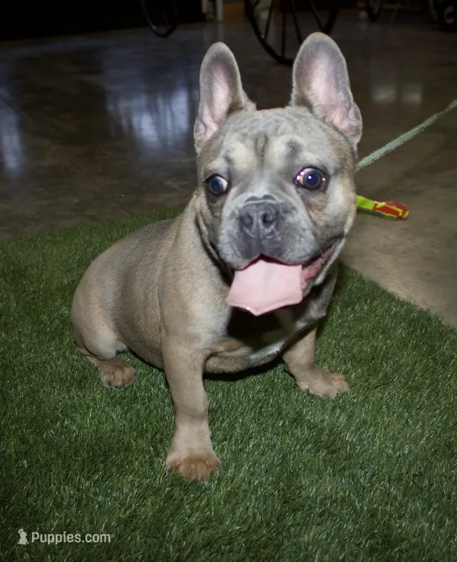 Benji, a male French Bulldog for sale in Arthur, IL – Photo 1 of 4