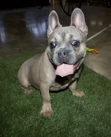 Benji, a male French Bulldog for sale in Arthur, IL – Photo 1 of 4