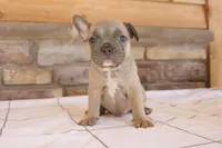 Benji, a male French Bulldog for sale in Arthur, IL – Photo 3 of 4