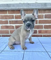 Benji, a male French Bulldog for sale in Arthur, IL – Photo 2 of 4