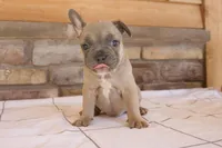 Benji, a male French Bulldog for sale in Arthur, IL – Photo 4 of 4