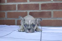 Leo, a male French Bulldog for sale in Arthur, IL – Photo 2 of 3