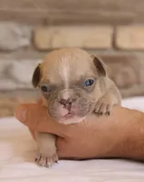 Leo, a male French Bulldog for sale in Arthur, IL – Photo 3 of 3