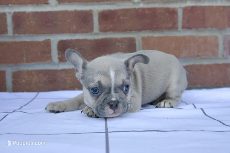 Leo, a male French Bulldog for sale in Arthur, IL – Photo 1 of 3
