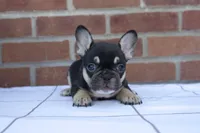 Rue, a female French Bulldog for sale in Arthur, IL – Photo 3 of 4