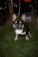 Rue, a female French Bulldog for sale in Arthur, IL – Photo 1 of 4