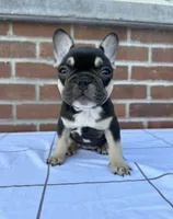 Rue, a female French Bulldog for sale in Arthur, IL – Photo 2 of 4