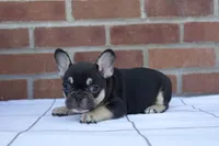 Rue, a female French Bulldog for sale in Arthur, IL – Photo 4 of 4