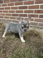 Livy, a female French Bulldog for sale in Arthur, IL – Photo 2 of 4