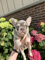 Livy, a female French Bulldog for sale in Arthur, IL – Photo 1 of 4