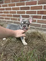 Livy, a female French Bulldog for sale in Arthur, IL – Photo 3 of 4