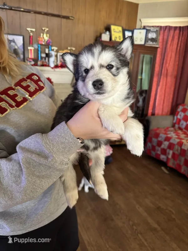 Tina, a male Siberian Husky for sale in New Philadelphia, OH – Photo 1 of 1