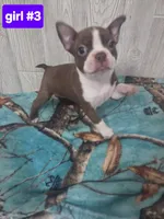 Baby girl 3, a female Boston Terrier for sale in Angola, IN – 4 of 4