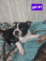 Baby girl 1, a female Boston Terrier for sale in Angola, IN – 3 of 4