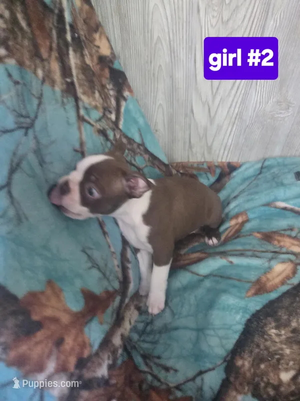 Baby girl 2 – Boston Terrier puppy for sale in Angola, IN
