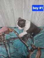Baby boy 1, a male Boston Terrier for sale in Angola, IN – 4 of 4