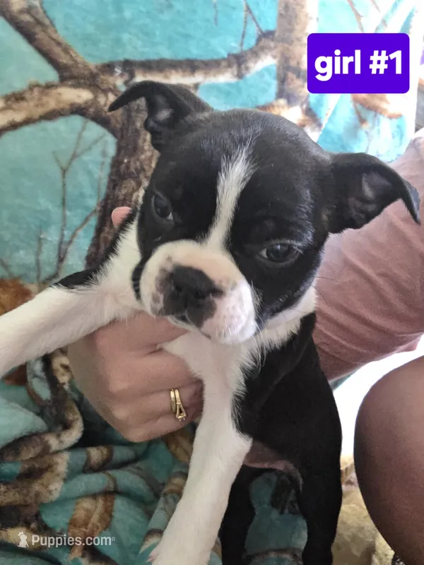 Baby girl 1 – Boston Terrier puppy for sale in Angola, IN