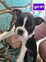 Baby girl 1, a female Boston Terrier for sale in Angola, IN – 1 of 4
