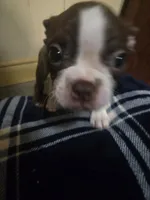 Maui, a male Boston Terrier for sale in Angola, IN – 7 of 8