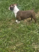 Maui, a male Boston Terrier for sale in Angola, IN – 8 of 8