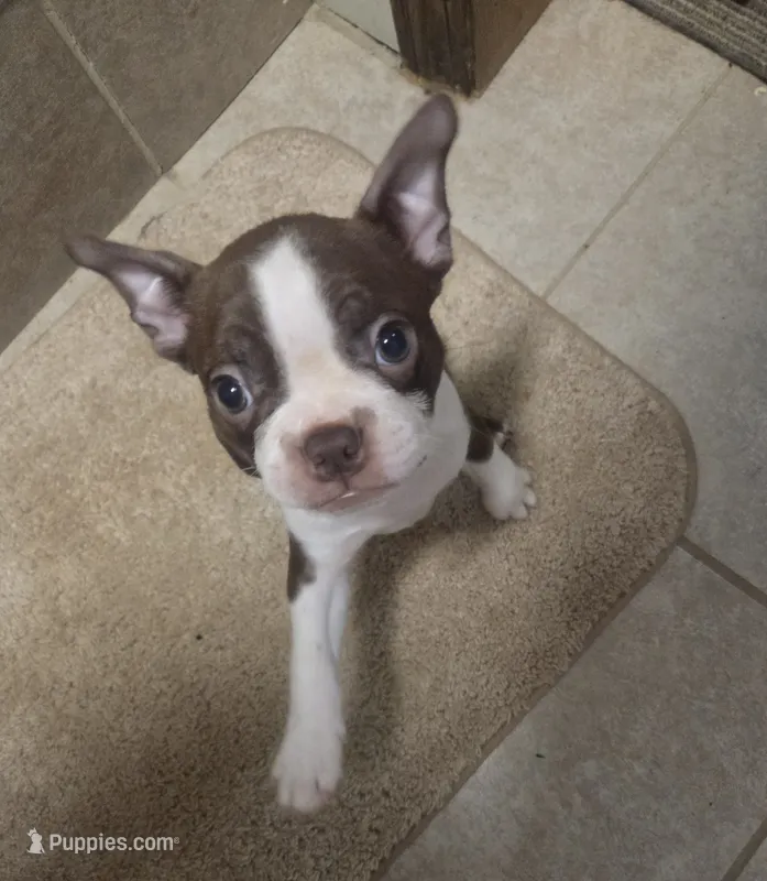 Maui – Boston Terrier puppy for sale in Angola, IN