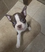 Maui, a male Boston Terrier for sale in Angola, IN – 1 of 8