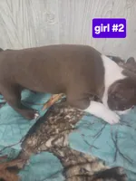 Baby girl 2, a female Boston Terrier for sale in Angola, IN – 3 of 4