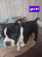 Baby girl 1, a female Boston Terrier for sale in Angola, IN – 2 of 4