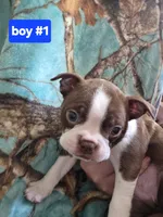Baby boy 1, a male Boston Terrier for sale in Angola, IN – 2 of 4