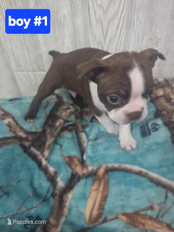 Baby boy 1 – Boston Terrier puppy for sale in Angola, IN