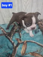 Baby boy 1, a male Boston Terrier for sale in Angola, IN – 1 of 4