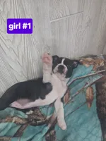 Baby girl 1, a female Boston Terrier for sale in Angola, IN – 4 of 4