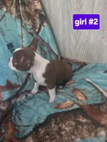Baby girl 2, a female Boston Terrier for sale in Angola, IN – 4 of 4