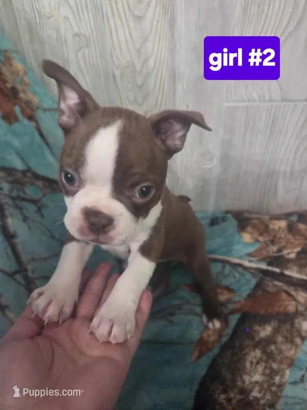 Baby girl 2 – Boston Terrier puppy for sale in Angola, IN