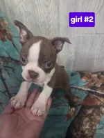 Baby girl 2, a female Boston Terrier for sale in Angola, IN – 2 of 4