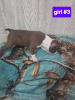 Baby girl 3, a female Boston Terrier for sale in Angola, IN – 3 of 4