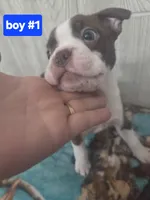 Baby boy 1, a male Boston Terrier for sale in Angola, IN – 3 of 4
