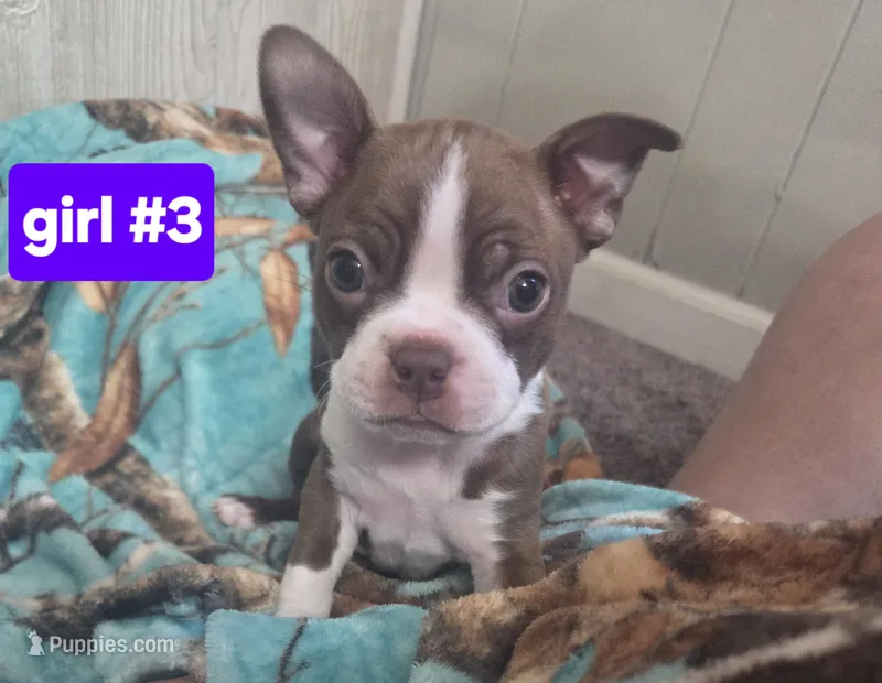 Baby girl 3 – Boston Terrier puppy for sale in Angola, IN