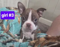 Baby girl 3, a female Boston Terrier for sale in Angola, IN – 1 of 4