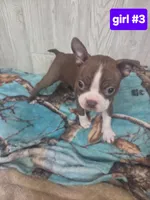 Baby girl 3, a female Boston Terrier for sale in Angola, IN – 2 of 4