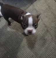 Maui, a male Boston Terrier for sale in Angola, IN – 6 of 8