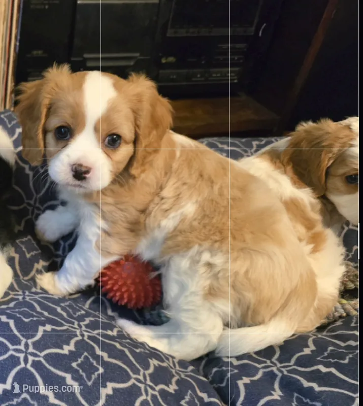 Aurthur – Aussalier puppy for sale in Lebanon, OR