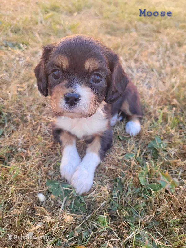 Moose – Cavalier King Charles Spaniel, Aussalier puppy for sale in Lebanon, OR