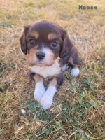 Moose, a male Cavalier King Charles Spaniel and Aussalier for sale in Lebanon, OR – 1 of 1
