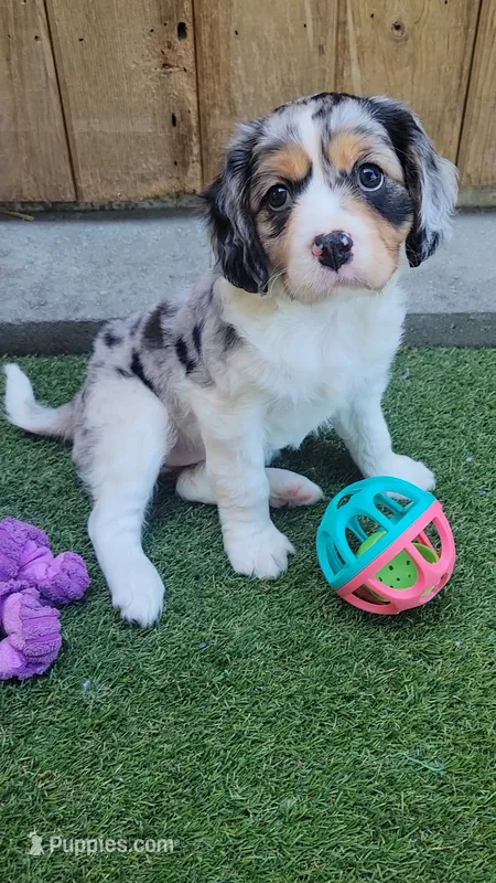 Marshmellow – Cavalier King Charles Spaniel, Aussalier puppy for sale in Lebanon, OR