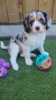 Marshmellow, a female Cavalier King Charles Spaniel and Aussalier for sale in Lebanon, OR – 1 of 1