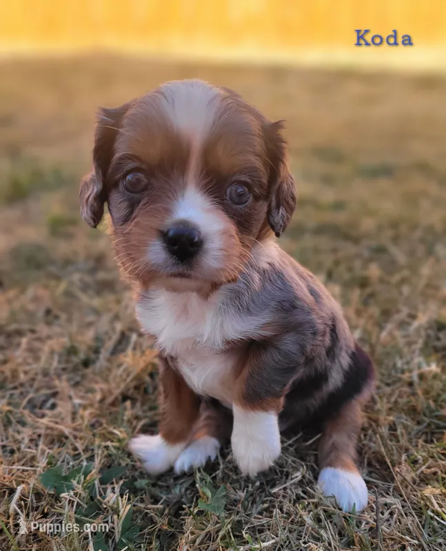 Kody – Cavalier King Charles Spaniel, Aussalier puppy for sale in Lebanon, OR