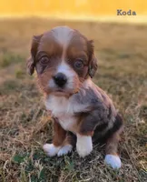 Kody, a male Cavalier King Charles Spaniel and Aussalier for sale in Lebanon, OR – 1 of 1